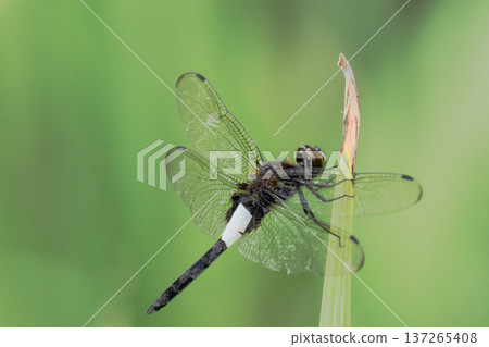 Koshiyamitonbo (male) Koshiyamitonbo (male) 137265408
