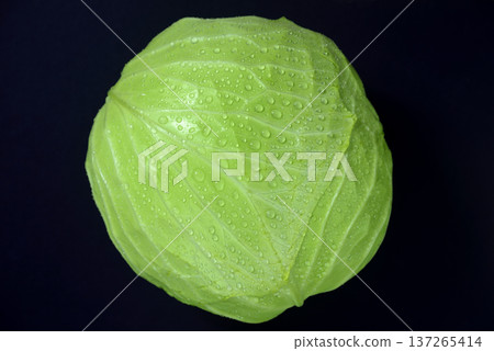 捲心菜 137265414