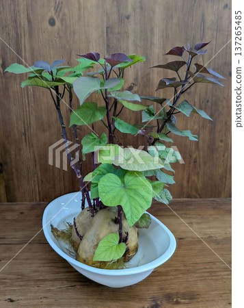 紅薯的芽 137265485