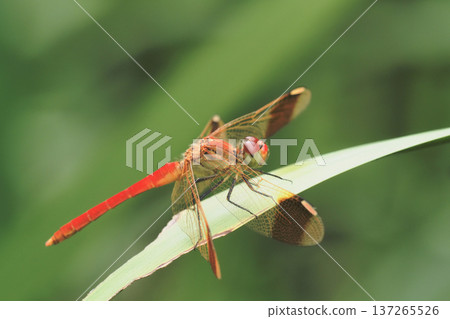 Miyama makane（男） 137265526