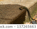 European lizard in sunlight sitting on concrete path in Ireland 137265663