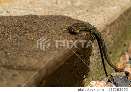 European lizard in sunlight sitting on concrete path in Ireland 137265663