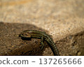 European lizard in sunlight sitting on concrete path in Ireland 137265666