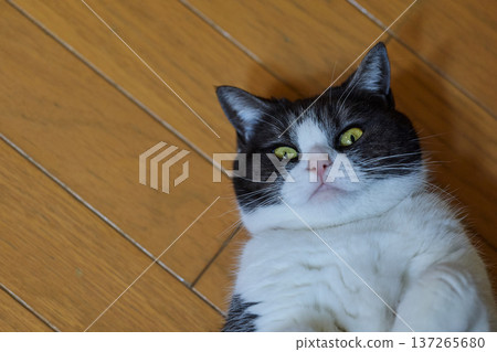 Cat lying on its back 137265680