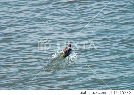 A series of photos of ducklings landing on the Yasuragi Bank of the Shinano River (4/5) 137265720