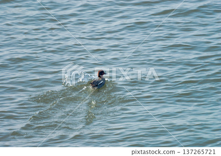A series of photos of ducklings landing on the Yasuragi Bank of the Shinano River (5/5) A series of photos of ducklings landing on the Yasuragi Bank of the Shinano River (5/5) 137265721