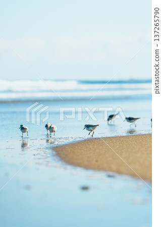 Sanderlings running along the shore 137265790