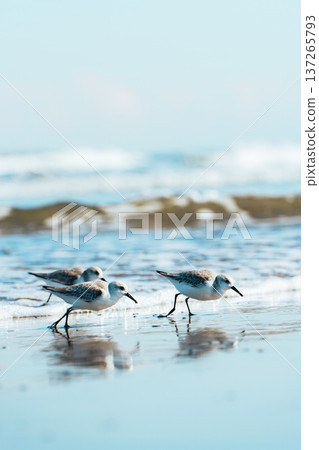 Sanderlings running along the shore 137265793