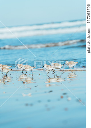 Sanderlings running along the shore Sanderlings running along the shore 137265796