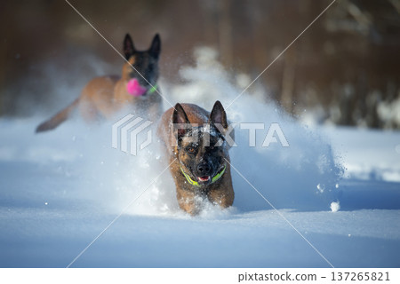 Two Belgian shepherd Malinois Play Fight in Snow 137265821
