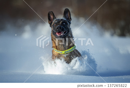 Belgian shepherd Malinois Bursting Through Snow 137265822