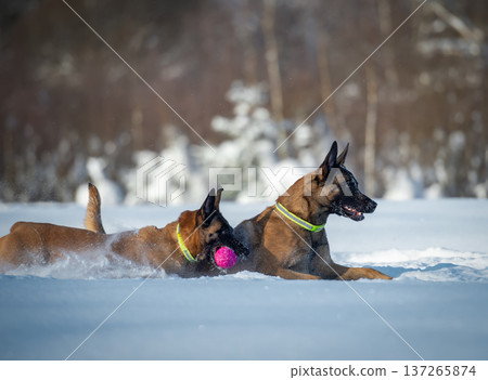 Two Belgian shepherd Malinois Play Fight in Snow 137265874
