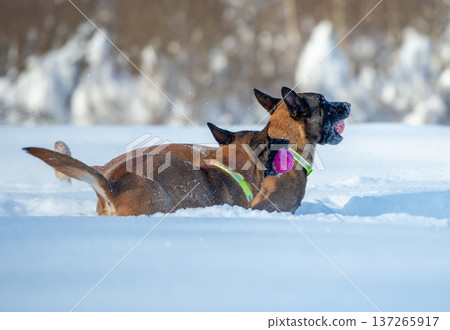 Two Belgian shepherd Malinois Play Fight in Snow 137265917