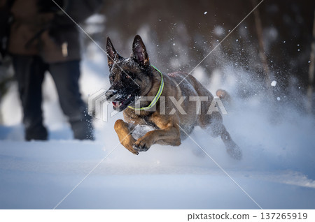 Energetic Malinois Racing Through Snow Energetic Malinois Racing Through Snow 137265919