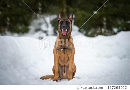 Majestic Belgian Malinois in Winter Wonderland 137265922
