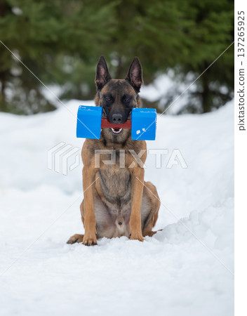 Belgian Malinois with Blue Dumbbell in Snowy Forest Belgian Malinois with Blue Dumbbell in Snowy Forest 137265925