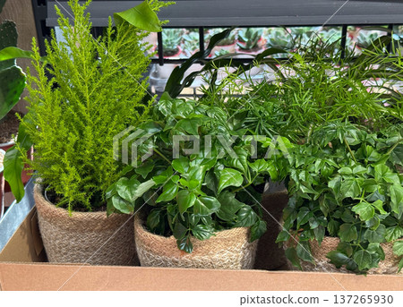 Green indoor houseplants arranged in decorative woven baskets on a shop shelf. Urban home gardening trend, natural interior decoration and botanical lifestyle inspiration. Green indoor houseplants arranged in decorative woven baskets on a shop shelf. Urban home gardening trend, natural interior decoration and botanical lifestyle inspiration. 137265930