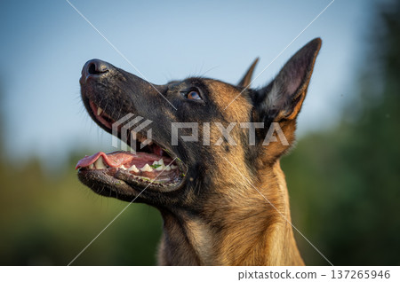Focused Belgian Malinois Male Portrait Outdoors Focused Belgian Malinois Male Portrait Outdoors 137265946