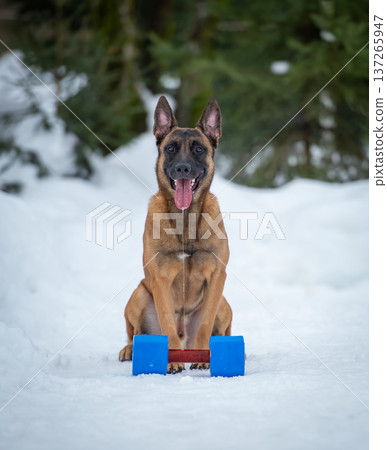 Belgian Malinois with Blue Dumbbell in Snow Belgian Malinois with Blue Dumbbell in Snow 137265947