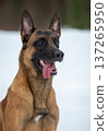 Belgian Malinois in Snow: Happy Moment 137265950