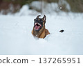 Belgian Malinois Playing in Deep Snow: Exuberant Moment 137265951