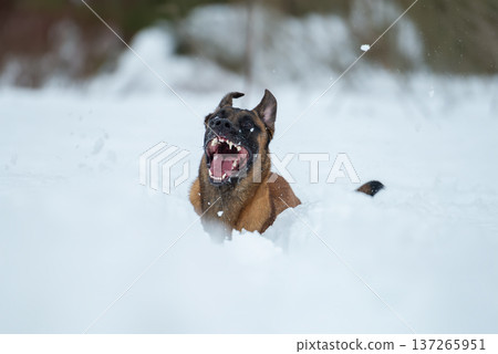 Belgian Malinois Playing in Deep Snow: Exuberant Moment Belgian Malinois Playing in Deep Snow: Exuberant Moment 137265951