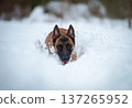 Belgian shepherd Malinois Charging Through Snow 137265952
