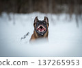 Belgian Malinois in Snow: Exuberant Moment 137265953