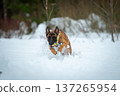 Belgian Malinois Charging Through Snow - Full of Energy 137265954