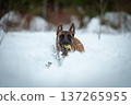 Belgian Malinois in Winter Fun: Snowy Chase 137265955
