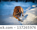 Belgian Malinois Snow Toy Chase 137265976