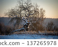 Solitary Winter Tree Silhouetted Against a Soft Sunrise 137265978