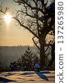 Winter Sunrise Over a Snowy Landscape: Sunlight Filtering Through Bare Trees 137265980