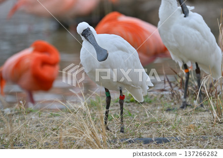 黑臉琵鷺 137266282