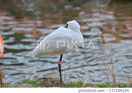 黑臉琵鷺 137266284