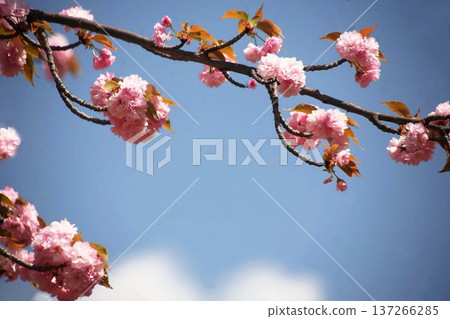 藍天下盛開的櫻花 137266285
