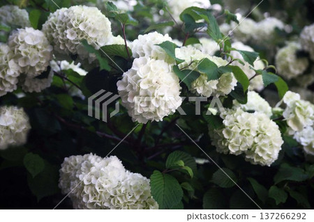 Hydrangea macrophylla Annabelle flowers in full bloom Hydrangea macrophylla Annabelle flowers in full bloom 137266292
