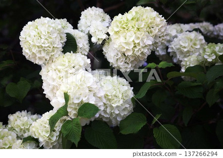 Hydrangea macrophylla Annabelle flowers in full bloom 137266294