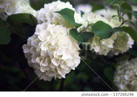 Hydrangea macrophylla Annabelle flowers in full bloom Hydrangea macrophylla Annabelle flowers in full bloom 137266296