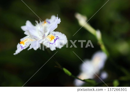 鳶尾花在春風中搖曳 鳶尾花在春風中搖曳 137266301