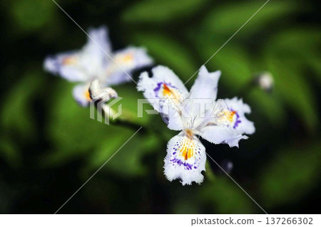 鳶尾花在春風中搖曳 137266302