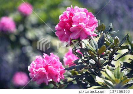 杜鵑花的紅色花朵 137266303