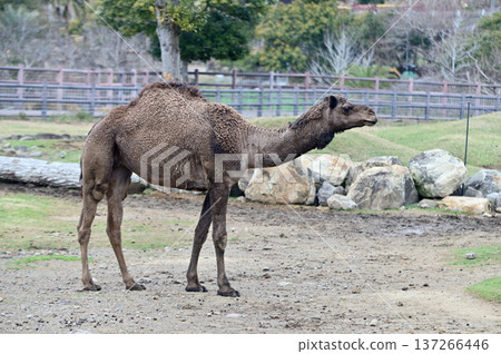 Dromedary dolphin Dromedary dolphin 137266446