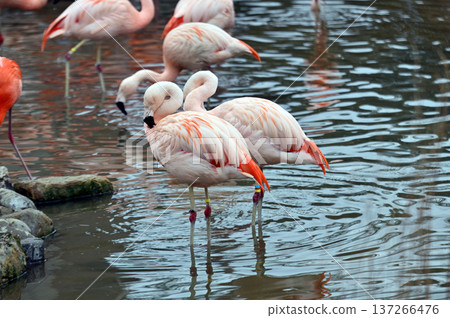 chili flamingo chili flamingo 137266476