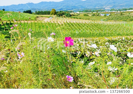Cosmos and vineyards Cosmos and vineyards 137266500