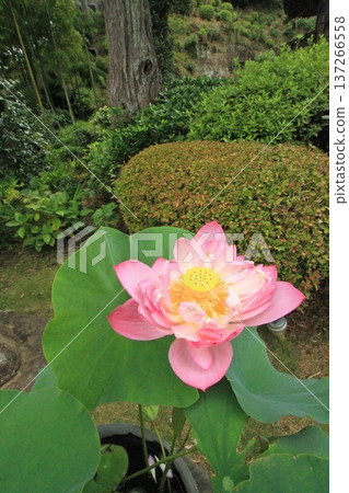 蓮花 蓮花 137266558