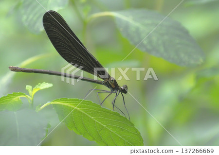 Hagorotorbo(男) Hagorotorbo(男) 137266669