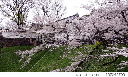 Cherry blossoms in full bloom near the Tayasu Gate in Kitanomaru Park, Chiyoda Ward, Tokyo Cherry blossoms in full bloom near the Tayasu Gate in Kitanomaru Park, Chiyoda Ward, Tokyo 137266703