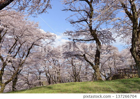 神奈川縣相模原市綠區築井城山公園的櫻花盛開 137266704