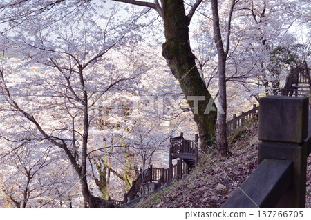 Cherry blossoms in full bloom covering the sky at Lake Tsukui Shiroyama Park in Midori Ward, Sagamihara City, Kanagawa Prefecture Cherry blossoms in full bloom covering the sky at Lake Tsukui Shiroyama Park in Midori Ward, Sagamihara City, Kanagawa Prefecture 137266705